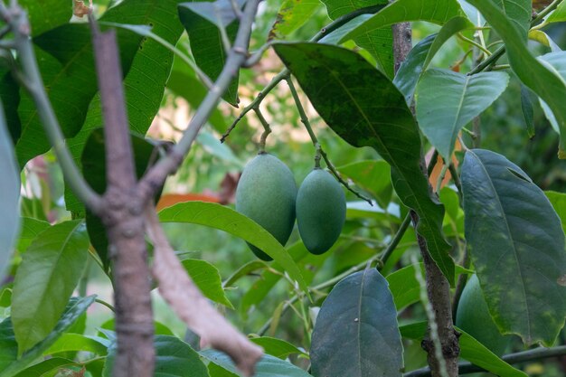 Selektywne Skupienie Dwóch Rosnących Mango Wiszących Na Drzewie Mango Mangifera Indica świeże Owoce Na Drzewie W Ogrodzie Owocowym W Słoneczny Letni Dzień