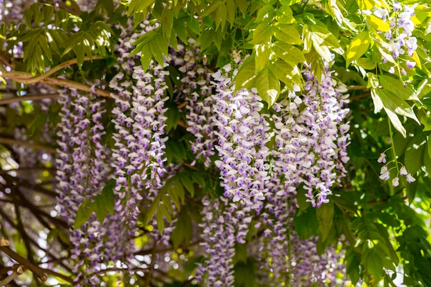 Selektywne Skupienie Fioletowych Kwiatów Wisteria Sinensis Lub Blue Rain Chińska Glicynia To Gatunek Rośliny Kwitnącej Jej Skręcone łodygi I Masy Pachnących Kwiatów W Zwisających Gronach