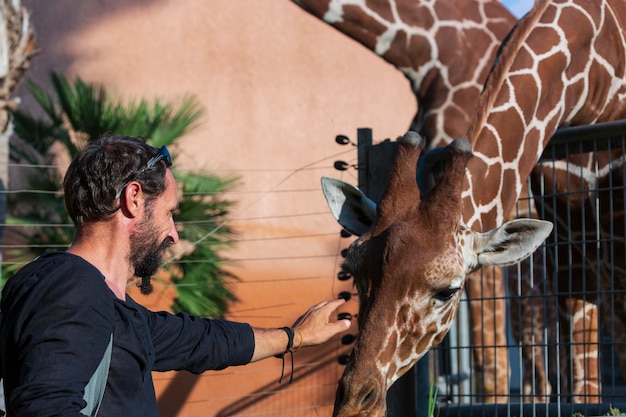 Selektywne skupienie i rozmyte tło człowieka głaszcze żyrafę w słoneczny dzień turysta cieszy się komunikacją z dzikimi zwierzętami afrykańskimi Mężczyzna z brodą głaszcze głowę żyrafy