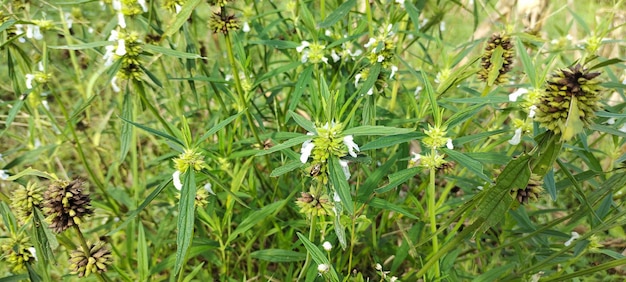 Selektywne skupienie Leucas aspera należy do rodziny lamiaceae i jest rodzajem rośliny leczniczej