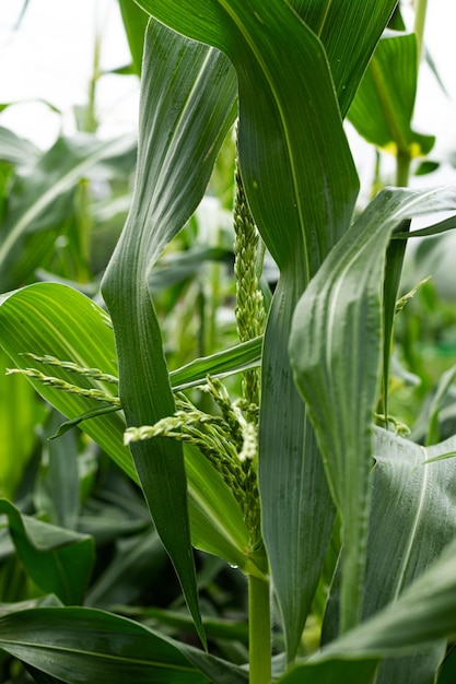 Selektywne skupienie obrazu rośliny kukurydzy na ekologicznym polu kukurydzy Uprawa kukurydzyZbiory
