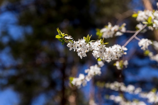 Selektywne skupienie pięknych gałęzi białych kwiatów wiśni na drzewie pod błękitnym niebem Piękne kwiaty Sakura podczas sezonu wiosennego w parku Kwiatowy wzór tekstury Tło natury