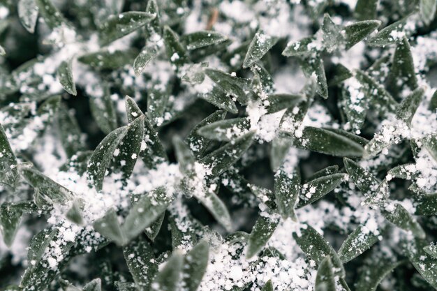 Selektywne Skupienie Pierwszy śnieg Na Zamarzniętym Polu Rośliny Późną Jesienią Zbliżenie Piękne Abstrakcyjne Zamrożone