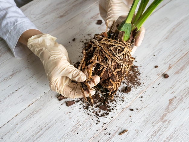 Selektywne skupienie. Ręka w rękawiczce pokazuje na stole uszkodzone, chore korzenie orchidei. Zbliżenie dotkniętych korzeni storczyków. Roślinę należy przesadzić.