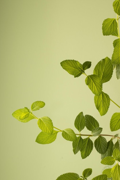 Selektywne skupienie się na melisie Melissa officinalis na zielonym tle