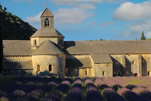 Zdjęcie selektywne skupienie się na opactwie senanque z polem kwiatów lawendy w kwiecie gordes luberon vaucluse provence francja