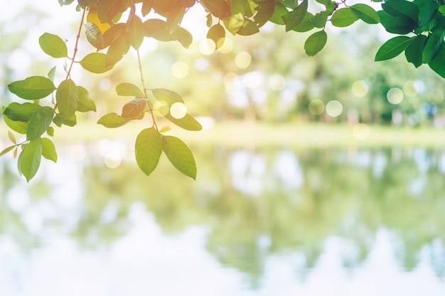 Selektywne Skupienie Się Na Pozostawieniu Natury Bokeh Zielony Park Wiele Drzew W Czasie Zachodu Słońca Z Jasnym Tłem Flary.