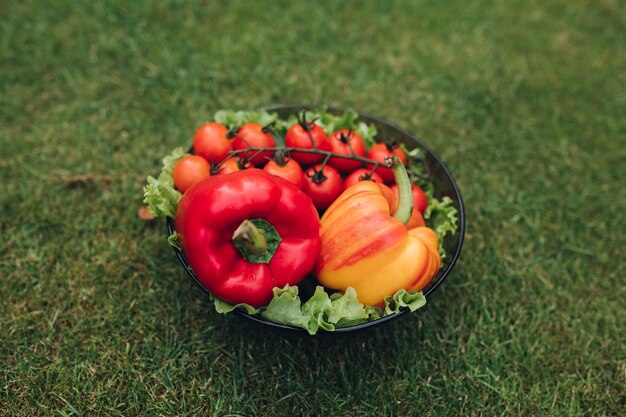 Selektywne skupienie się na zdrowej czerwonej i żółtej papryce i pomidorach leżących na czarnej płycie w ogrodzie. Świeże warzywa smaczne przebywające na trawie w lecie. Pojęcie świeżości i gastronomii.