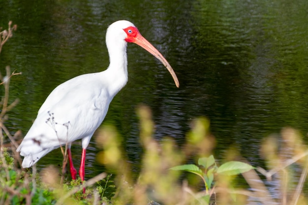 Selektywne skupienie strzału ptaka White Ibis w pobliżu Lakeland na Florydzie