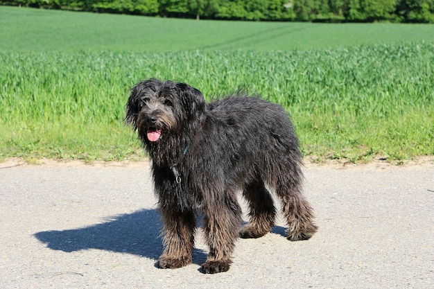 Selektywne skupienie strzału uroczego psa Bouvier des Flandres na polu