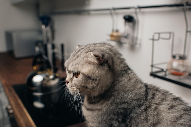Selektywne skupienie uroczego kota szkockiego zwisłouchy siedzącego w kuchni