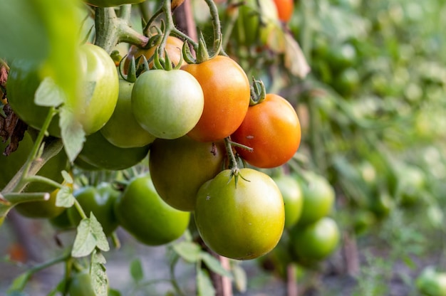 Selektywne skupione organiczne pomidory w ogrodzie z miejscem na kopię
