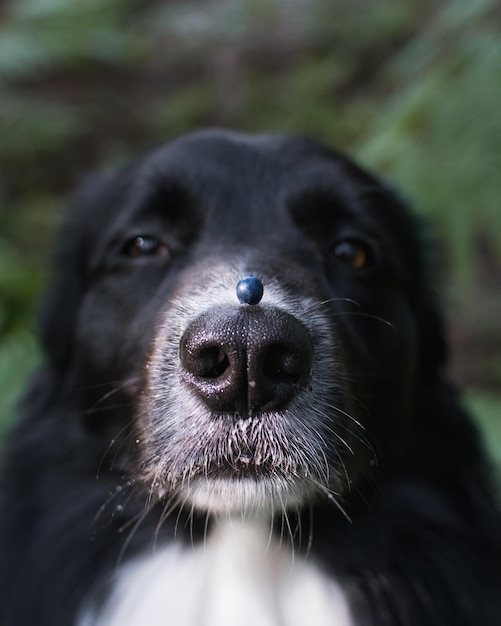 Selektywne ujęcie ostrości borówki na nosie border collie