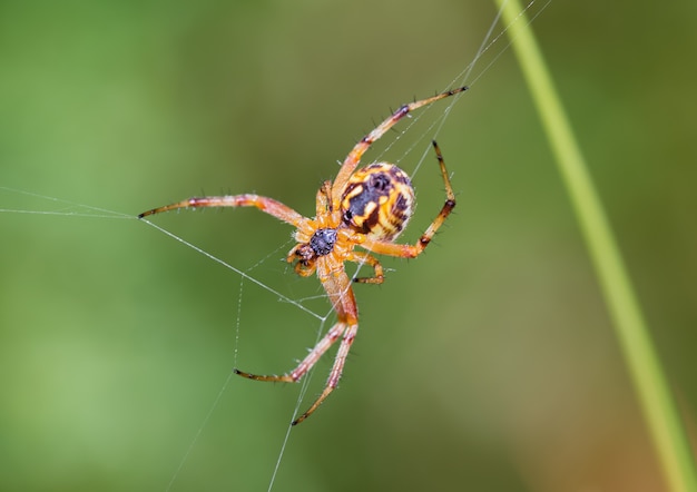 Selektywne ujęcie ostrości pająka w ich naturalnym środowisku