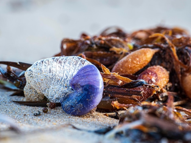 Selektywne ujęcie ostrości stworzeń morskich na plaży