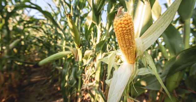 Selektywny obraz ostrości kolby kukurydzy w ekologicznym polu kukurydzy