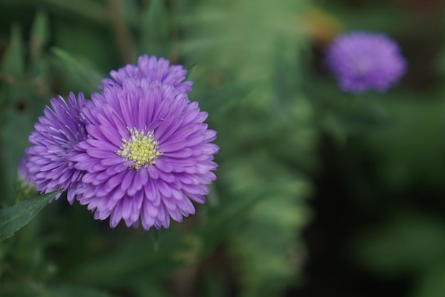 Zdjęcie selektywny strzał fioletowy kwiat z rozmytym tłem