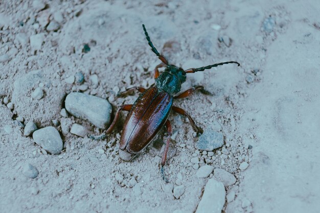 Selektywny strzał zbliżenie ostrości owada o nazwie Root Borer Beetle na ziemi