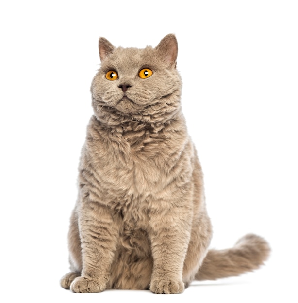 Selkirk Rex siedzi i patrzy w lewo