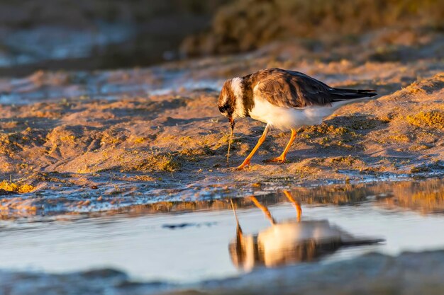 Semipalmate Plover lub Charadrius semipalmatus szukający pożywienia