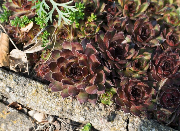 Sempervivum, Houseleeks Lub Wiecznie żywy W Wiosennym Ogrodzie