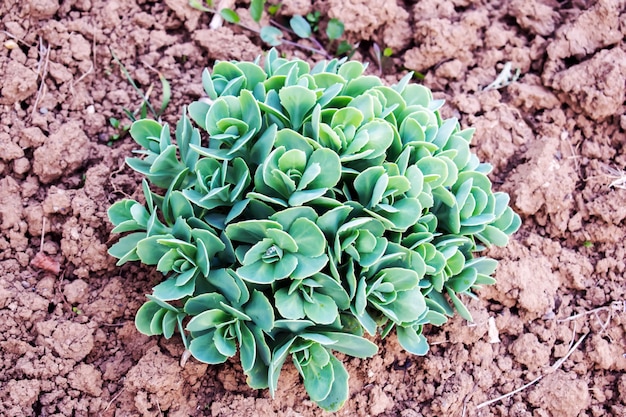 Sempervivum tectorum w ogrodzie