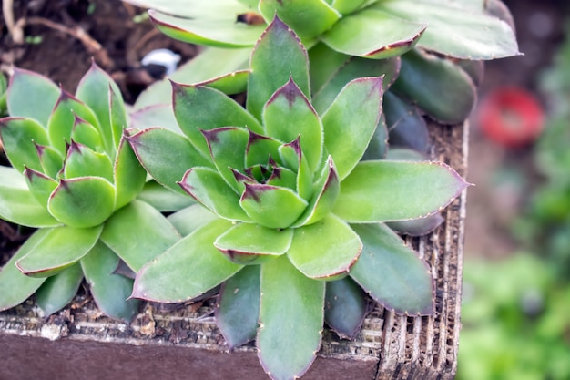 Sempervivum tectorum