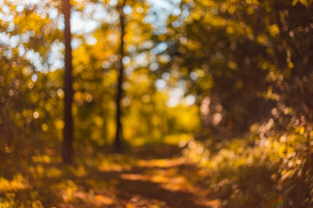 Sen fantasy niewyraźne tło jesień las, szlak złote liście. Słoneczny abstrakcyjny charakter bokeh