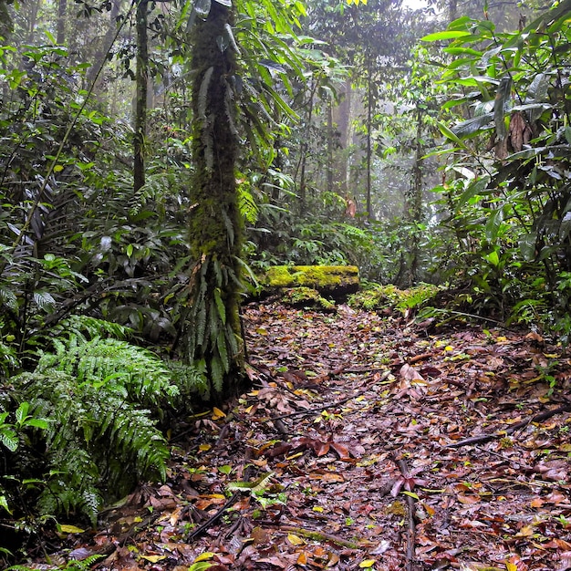 Zdjęcie sendero en el bosque lluvioso