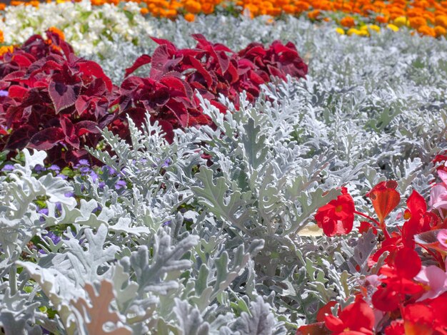 Senecio cineraria i purpurowy coleus solenostemon hybrida pozostawia tło Selektywna ostrość