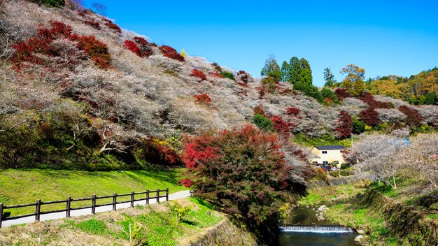 Senmi Shikizakura, Japonia Miejsce, w którym kwitną wiśnie i rzeka w sezonie jesiennym.