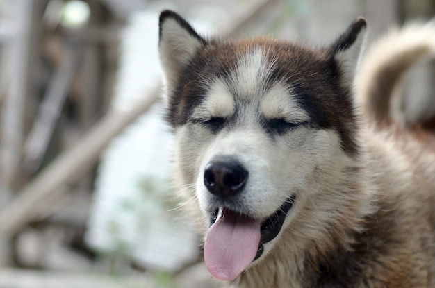 Senny pies husky śmieszne ziewa z szeroko otwartymi ustami i długim językiem