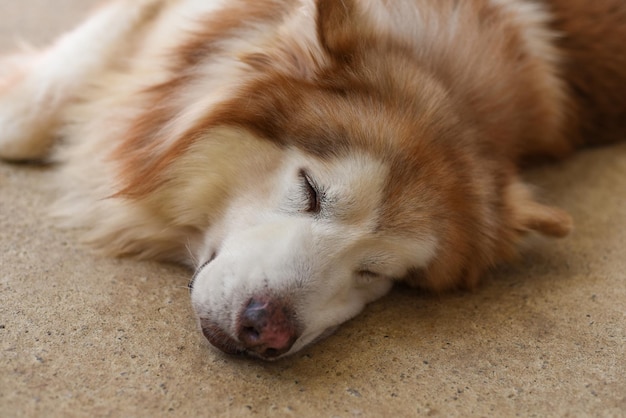 Senny pies malamute leżący na piasku z zamkniętymi oczami