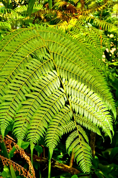 Sensitive Fern Fronds (Onoclea sensibilis) w lesie wiosną.