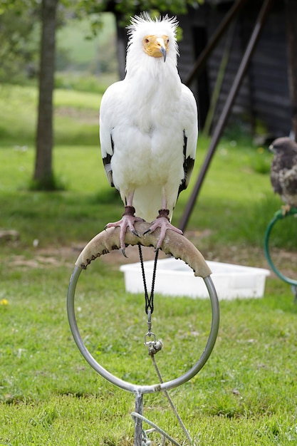 Sęp egipski (Neophron percnopterus) siedzący na karczmarzu