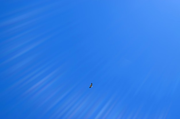 Sęp egipski szybujący na niebie Monfrague Alimoche