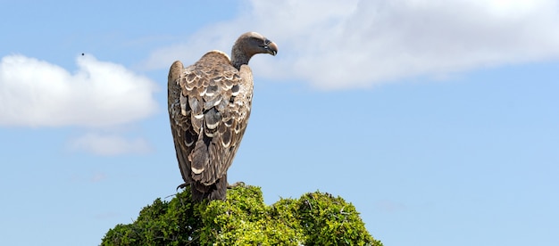 Sęp Na Drzewie. Park Narodowy Masai Mara, Kenia