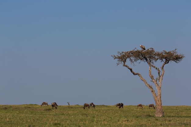 Sęp na szczycie drzewa w sawannie i antylopy gnus jedzące trawę. Park Narodowy Masai Mara, Kenia