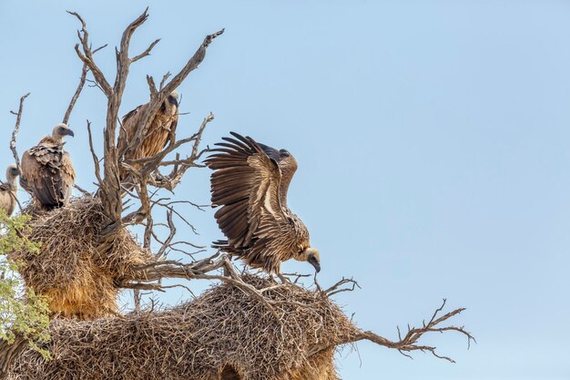 Zdjęcie sęp o białym grzbiecie rozciągający skrzydła na gnieździe w parku transgranicznym kgalagadi południowa afryka gatunek gyps africanus z rodziny accipitridae