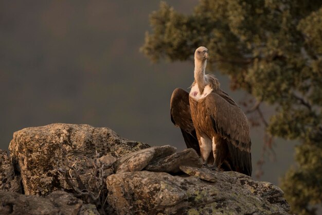 Sęp płowy Gyps fulvus Buitre Leonado na skale Hiszpania