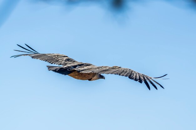 Sęp płowy (gyps fulvus) w locie, Alcoy, Walencja, Hiszpania.