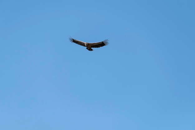 Sęp płowy gyps fulvus w locie w monfrague national park extremadura hiszpania