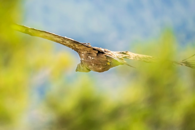 Sęp płowy (Gyps fulvus) w locie wśród drzew, Alcoy, Walencja, Hiszpania.