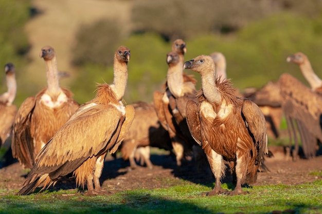 Sęp płowy lub płowy (Gyps fulvus) Malaga, Hiszpania