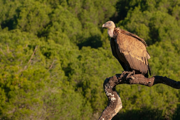 Sęp płowy lub płowy (Gyps fulvus) Malaga, Hiszpania