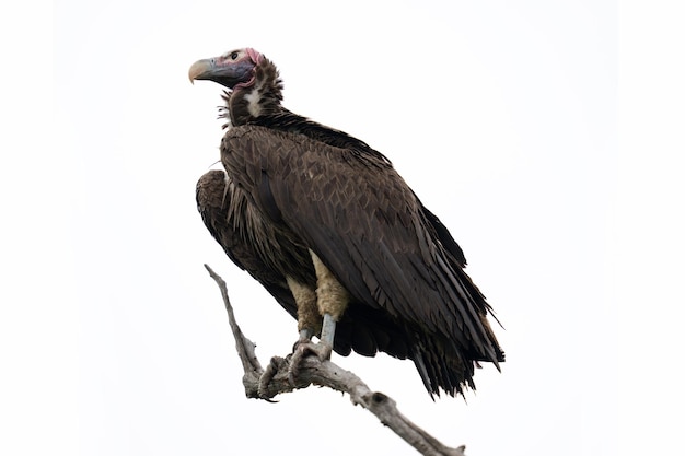 Sęp z kapturem na safari w Południowej Afryce