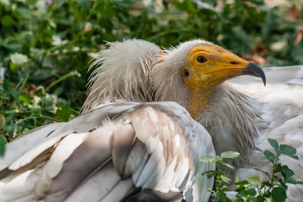 Sęp zwyczajny Neophron percnopterus