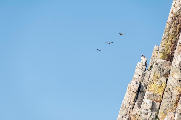 Sępy latające nad turniami Salto del Gitano w Parku Narodowym Monfrague