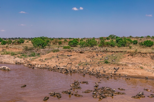 Zdjęcie sępy ptaki rzeka mara dzikie zwierzęta ssaków savanna grassland maasai mara national game reserve