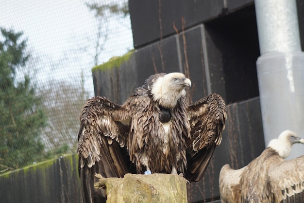 Zdjęcie sępy w zoo